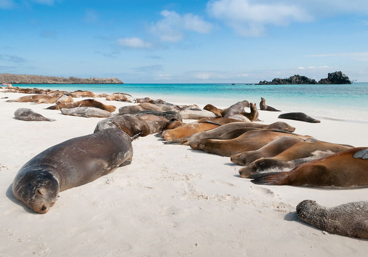 Vacances au Galapagos
